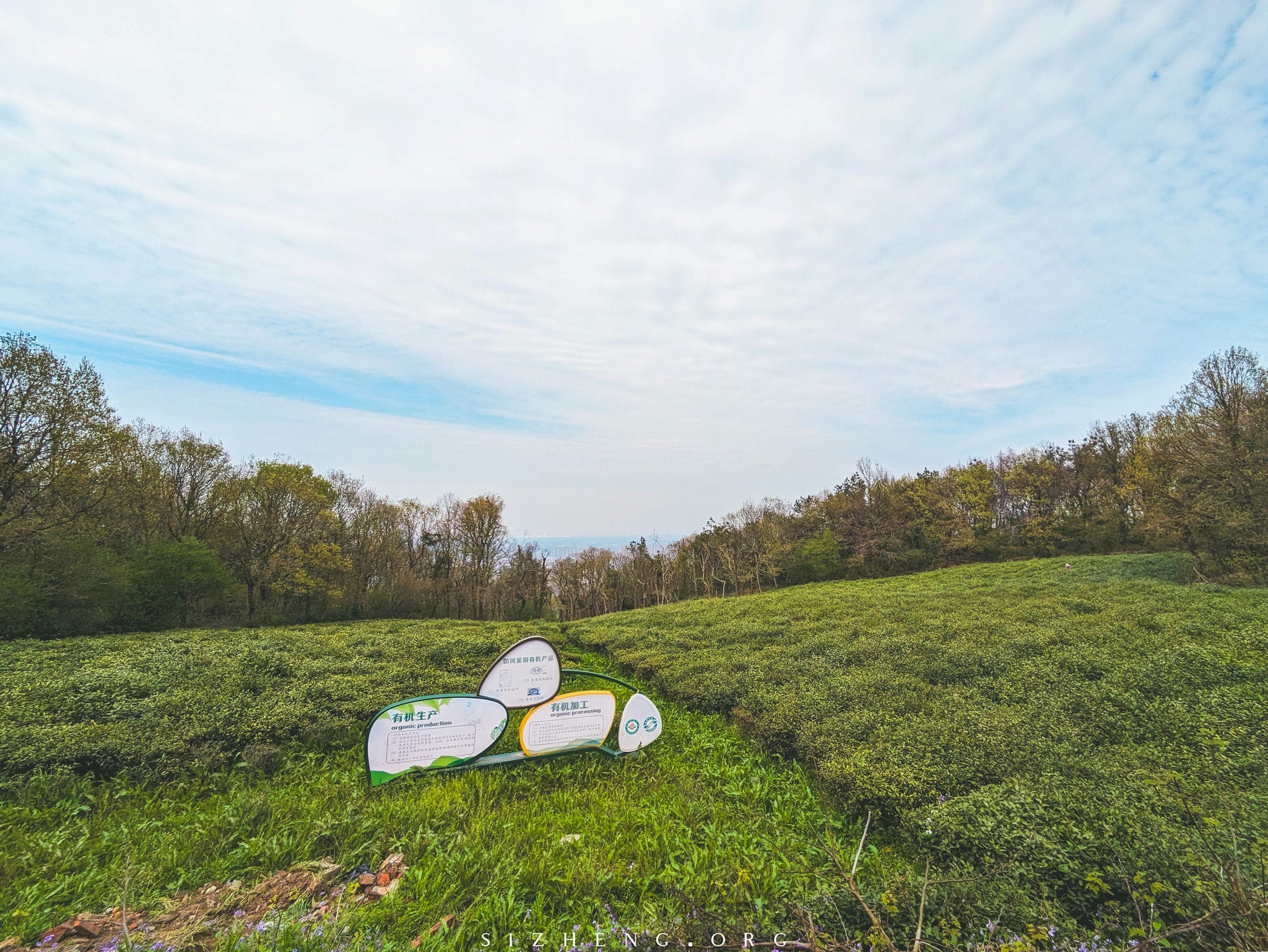 Tea Garden in Yushan Forest Park